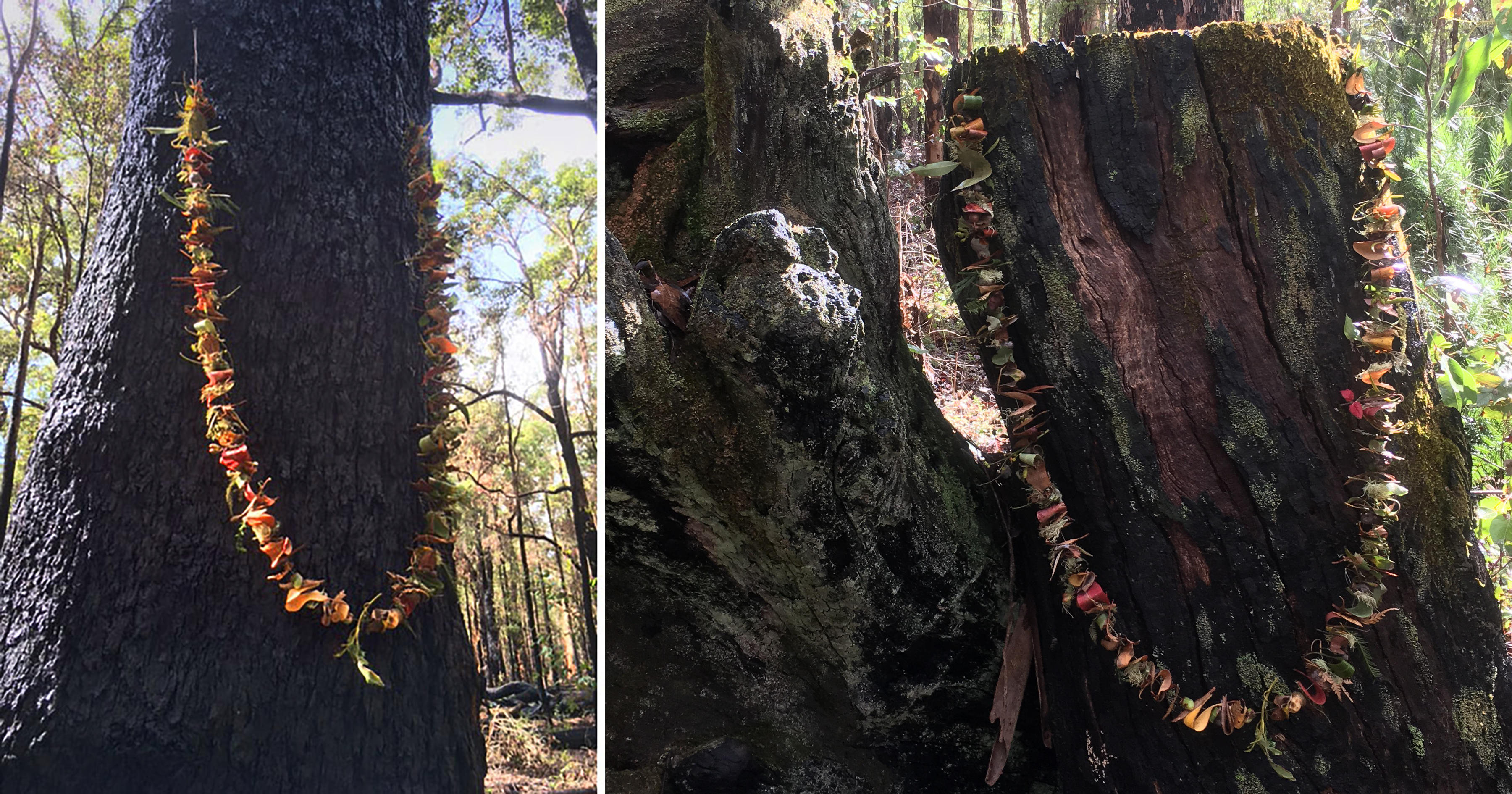 Kate Campbell-Pope, Donnelly River forest garland two images