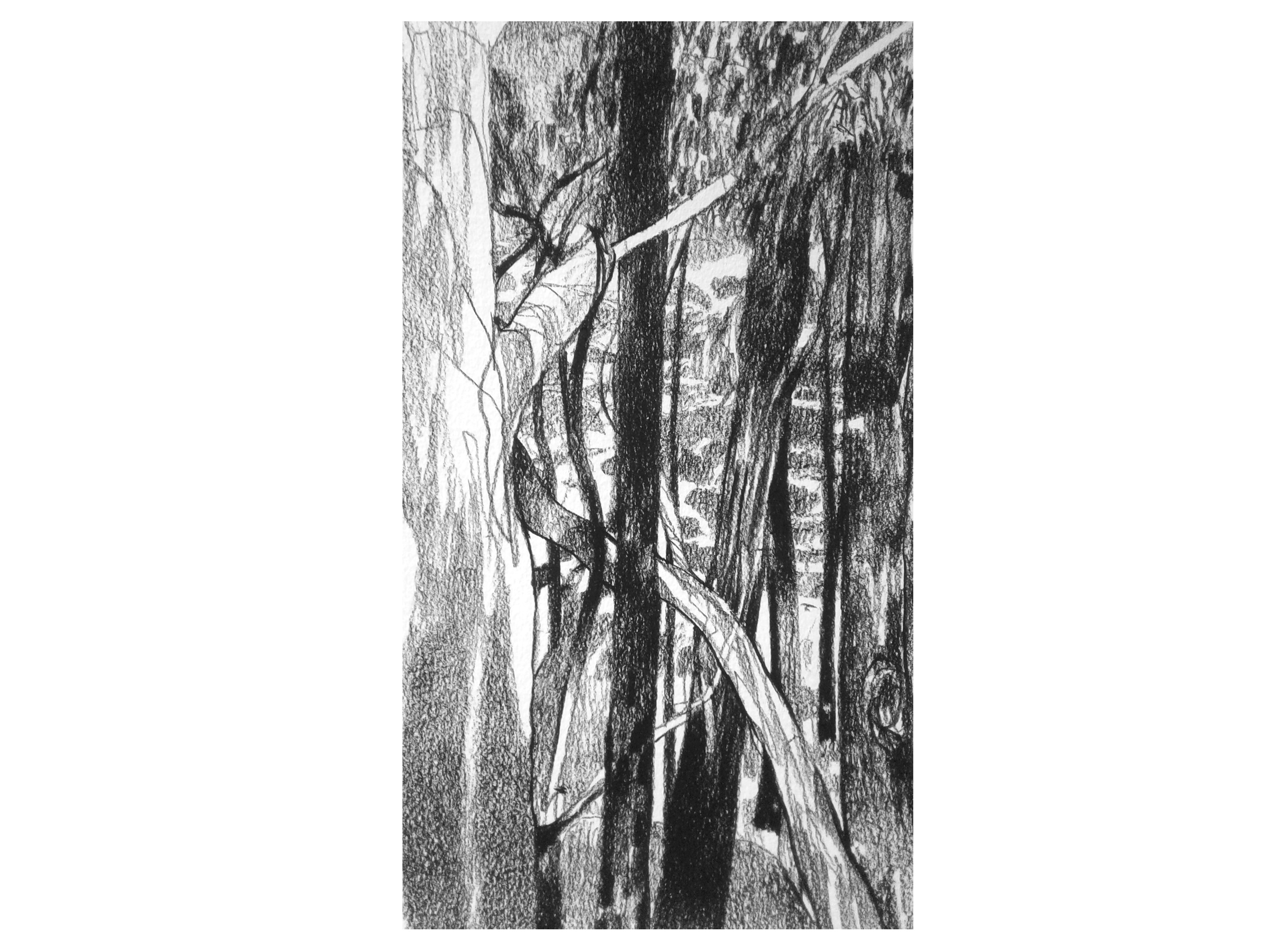 Ben Crappsley, Donnelly River Study #2