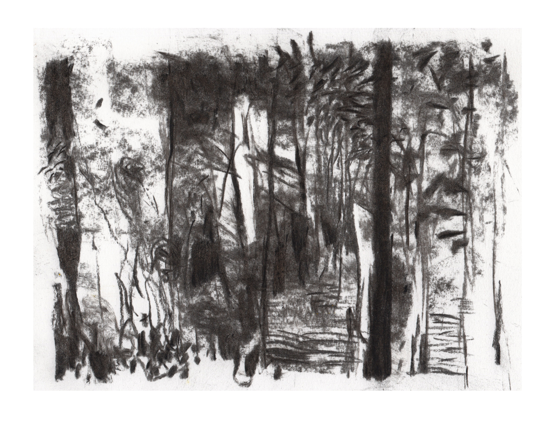 22. Ben Crappsley, Karri forest, charcoal on paper, $180